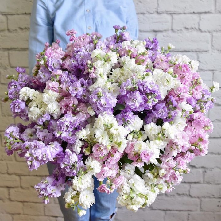 Облако маттиол в Тольятти