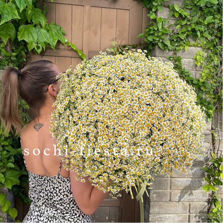 101 ромашка в Тольятти