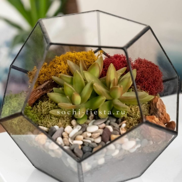 Флорариум “Додекаэдр” с суккулентом Седум в Тольятти