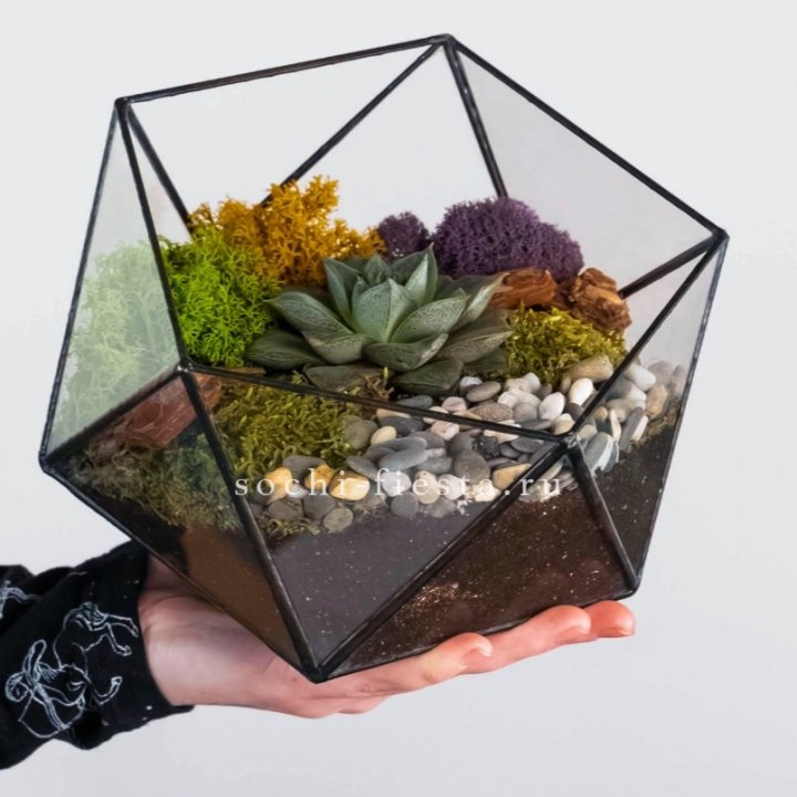 Флорариум “Икосаэдр” с суккулентом Каменная Роза в Тольятти