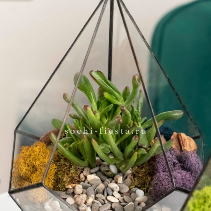 Флорариум “Капля” с суккулентом Крассула Хоббит в Тольятти