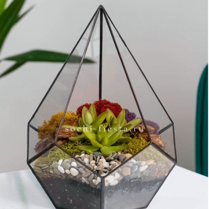 Флорариум Капля с суккулентом в Тольятти