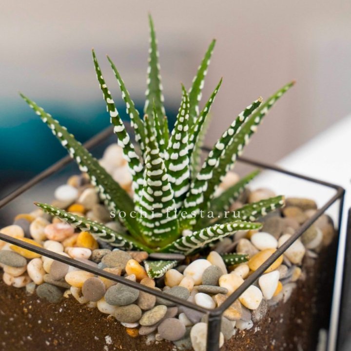 Флорариум Кубик с суккулентом Хавортия в Тольятти