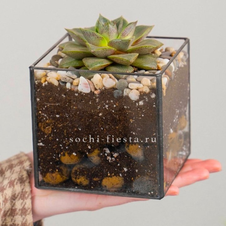 Флорариум Кубик с суккулентом Каменная роза в Тольятти