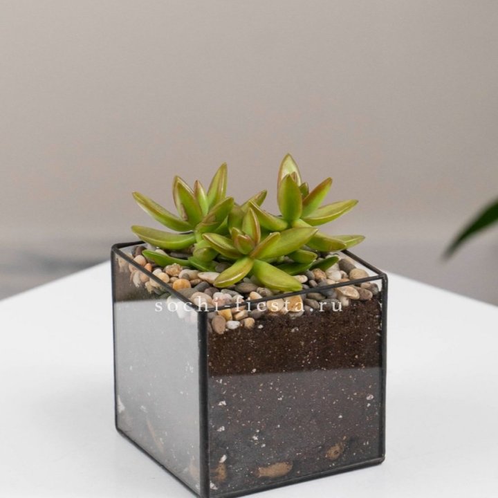 Флорариум Кубик с суккулентом Седум в Тольятти