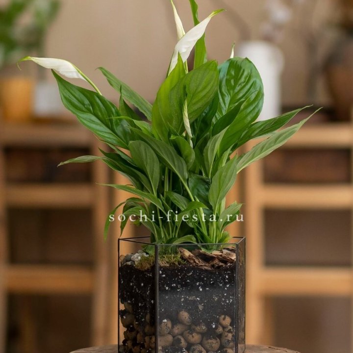 Спатифиллум в кашпо Пятиугольник в Тольятти
