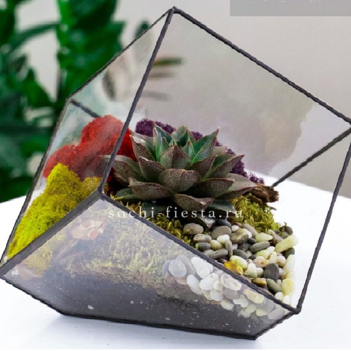 Флорариум Куб усеченный с суккулентом Каменная роза в Тольятти