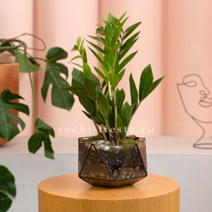 Замиокулькас в кашпо Икосаедр в Тольятти
