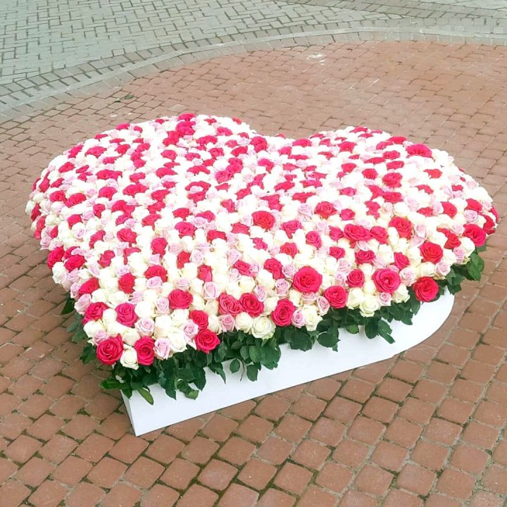 555 роза  в Тольятти