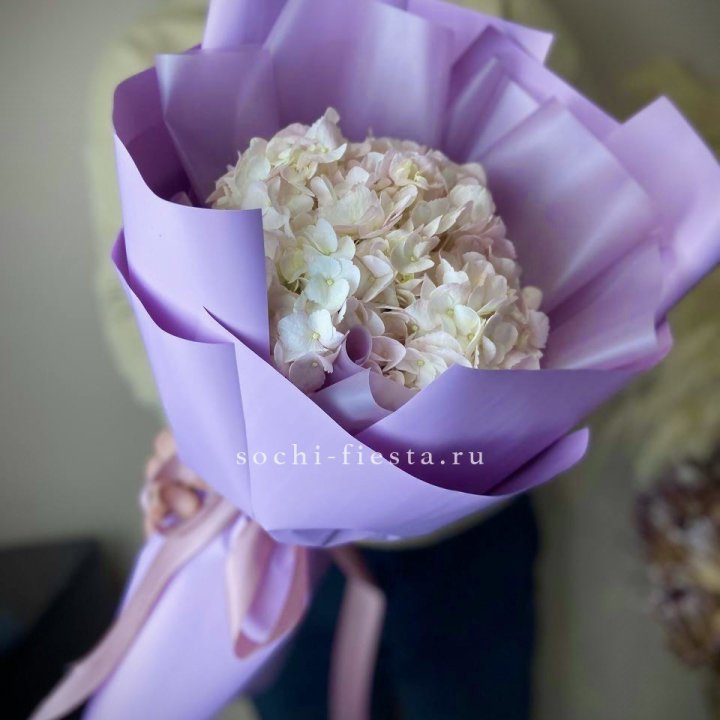 Гортензия розовая в Тольятти