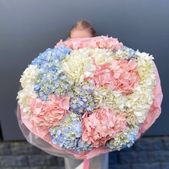 19 гортензий микс в Тольятти