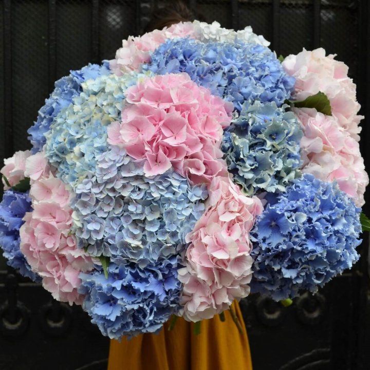 Букет гортензий "Фонтан" в Тольятти