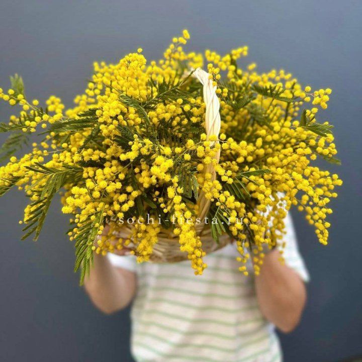 Весенняя корзина мимозы в Тольятти