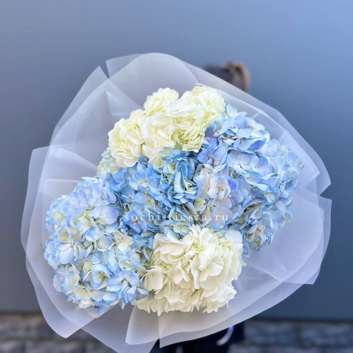 5 бело-голубых гортензий в Тольятти