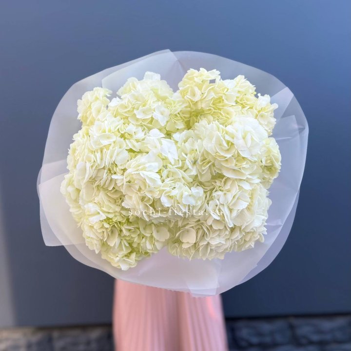 7 белых гортензий в Тольятти