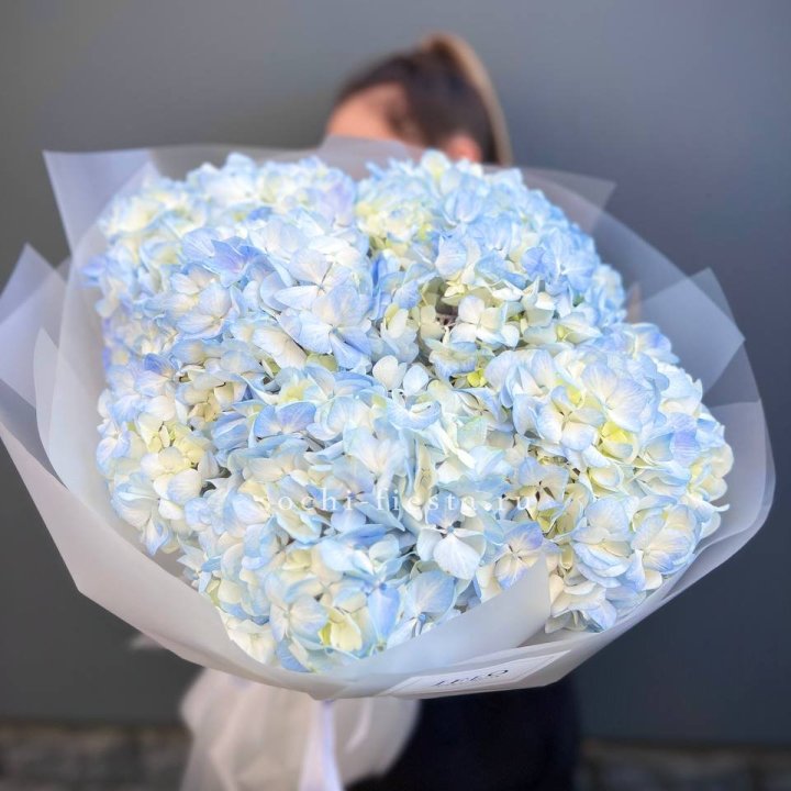 5 голубых гортензий в Тольятти