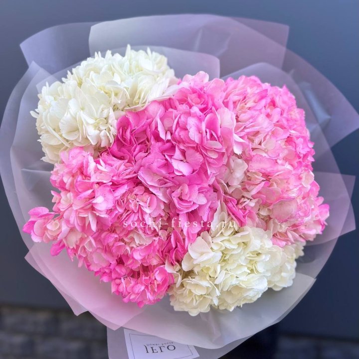 5 бело-розовых гортензий в Тольятти