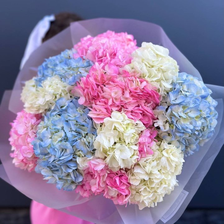 11 гортензий микс в Тольятти