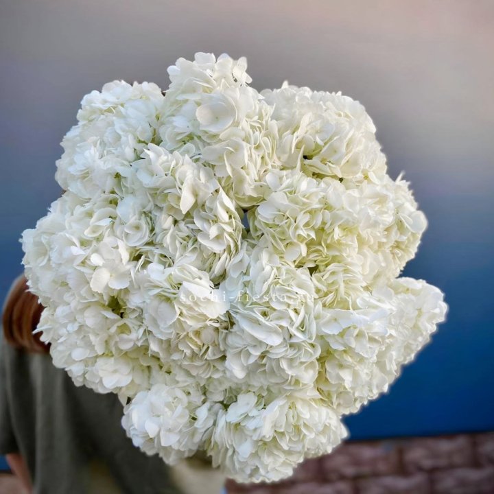 Охапка белой гортензии в Тольятти