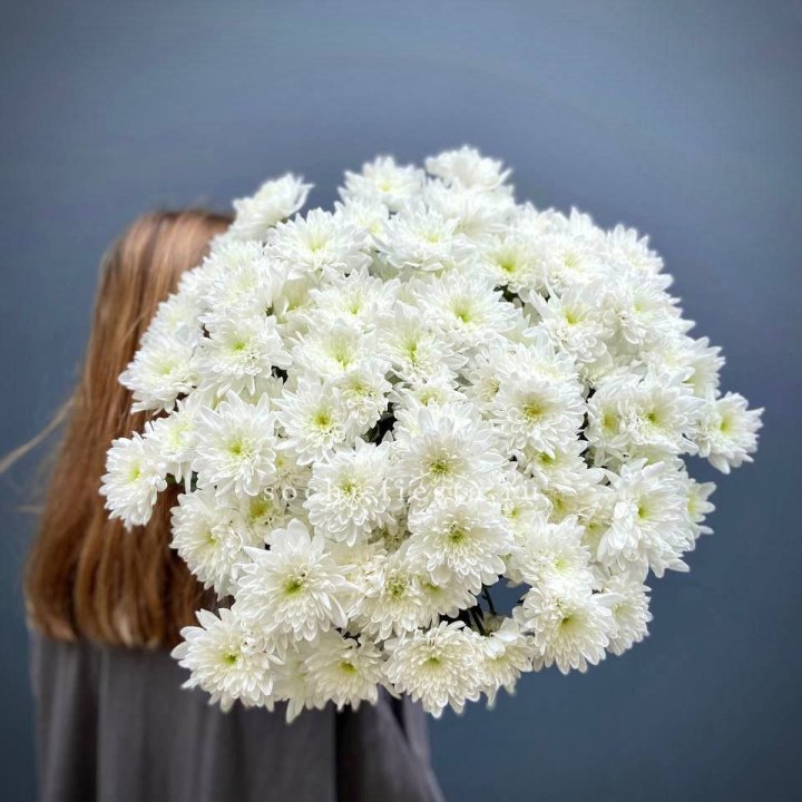 Охапка Хризантемы кустовой в Тольятти