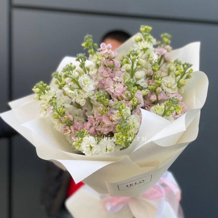 29 маттиол  в Тольятти