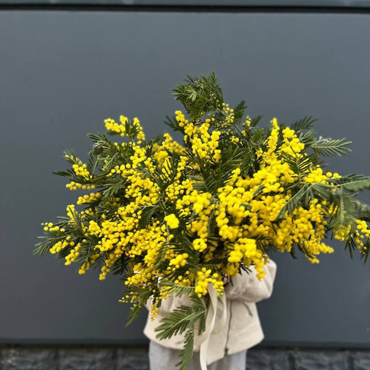 Охопка мимозы в Тольятти