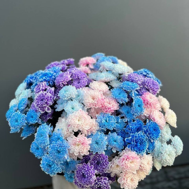 25 цветных хризантем в Тольятти