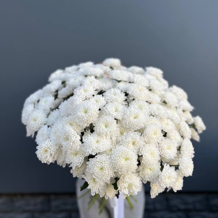  25 хризантем белых в Тольятти