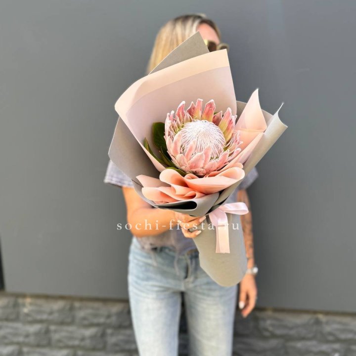 Протея мини  в Тольятти