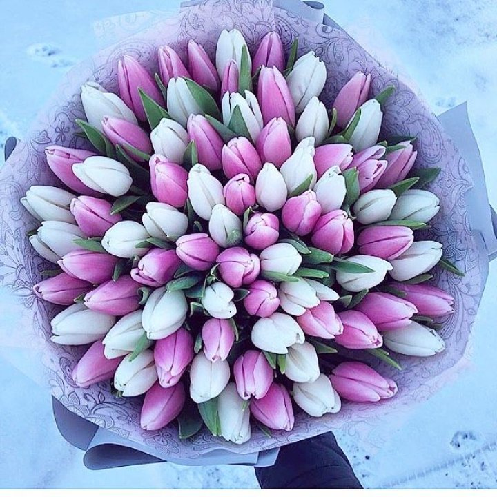 101 тюльпан "Лолипоп" в Тольятти